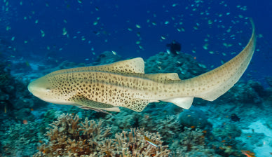 Leopard Shark GalleryTail by Cape Cali